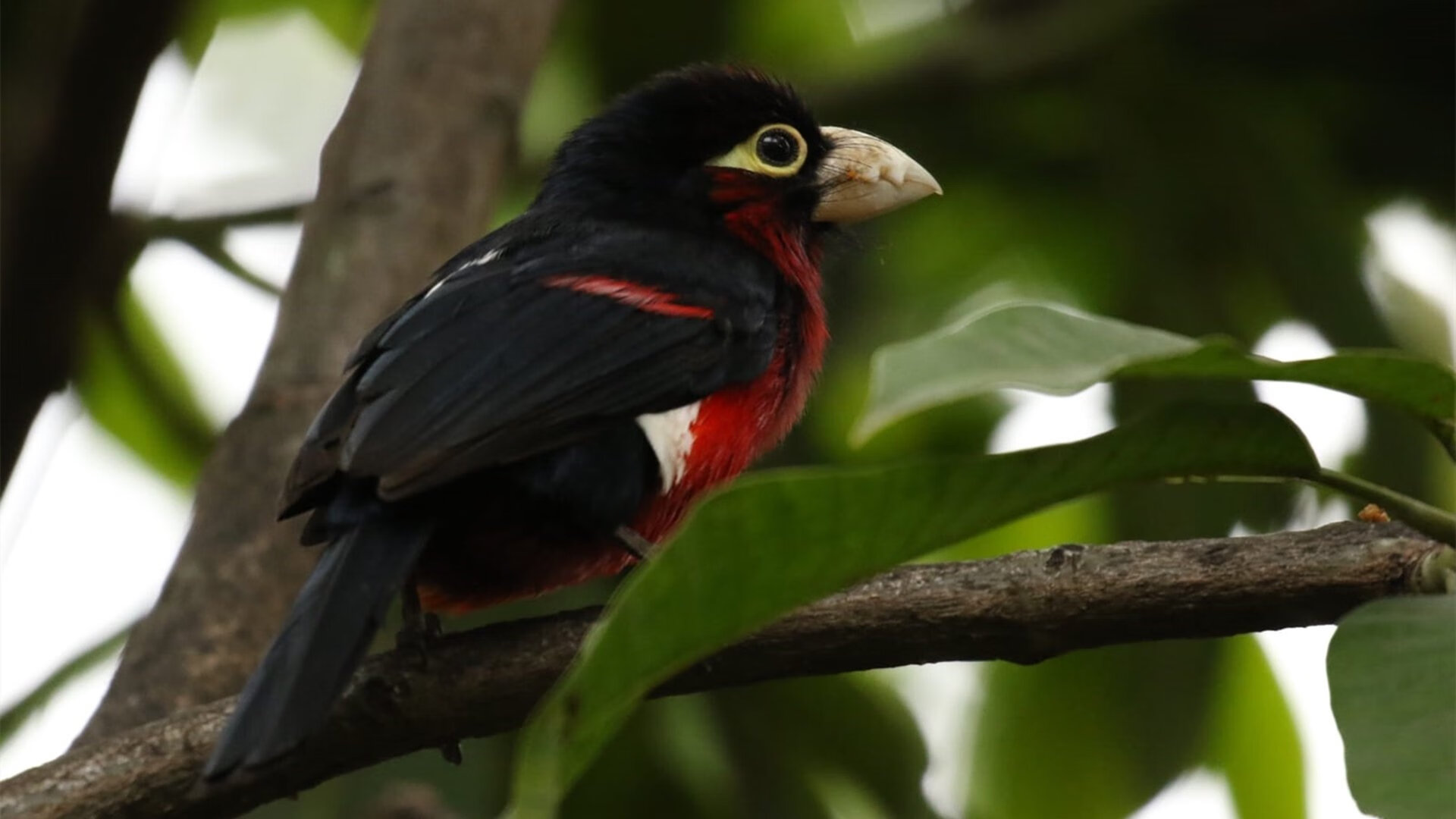 凯尔特人大逆转！，凯尔特人比赛视频