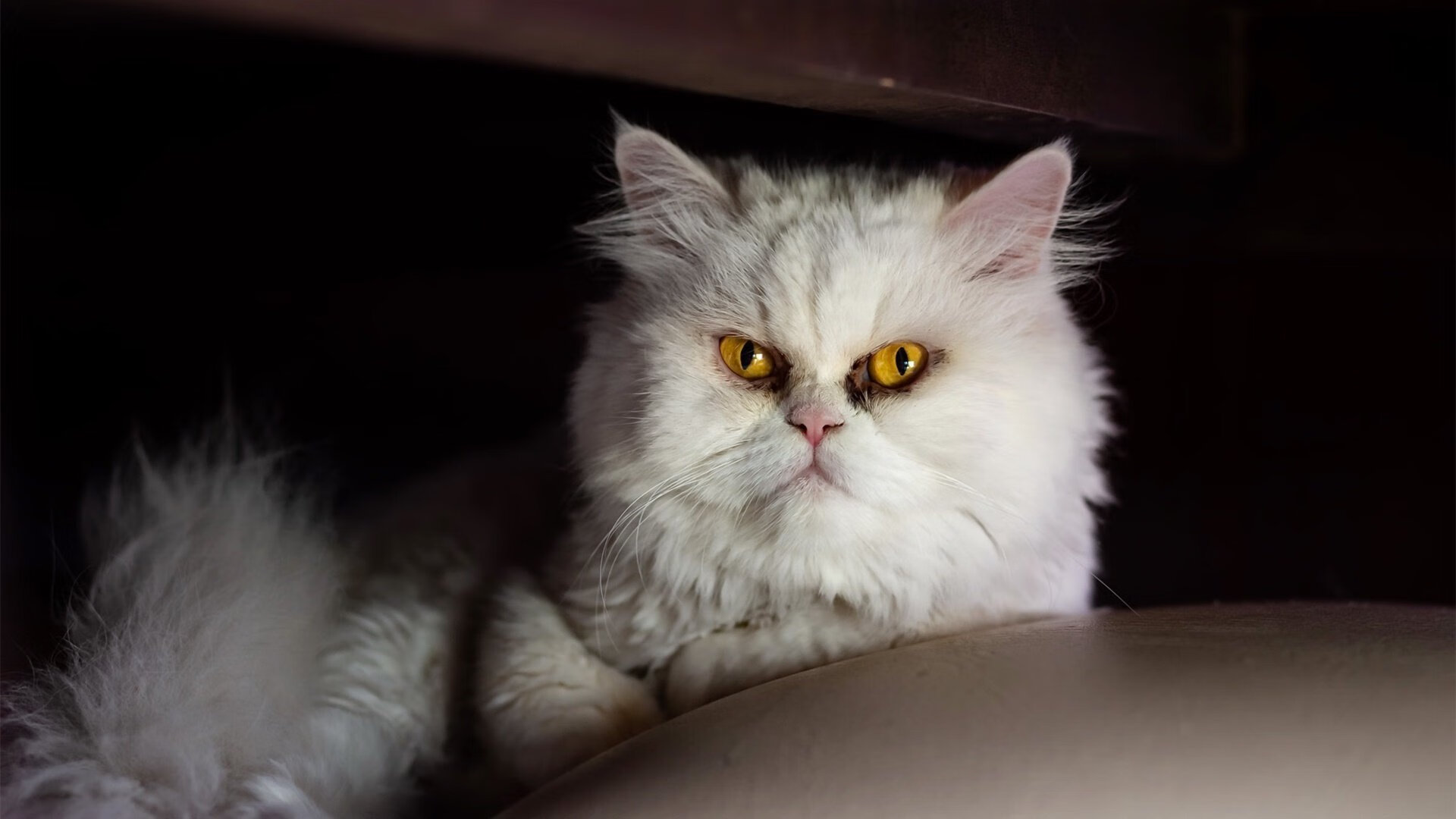 墨西哥队长获评“冬奥足球之星”，墨西哥男足奥运会名单