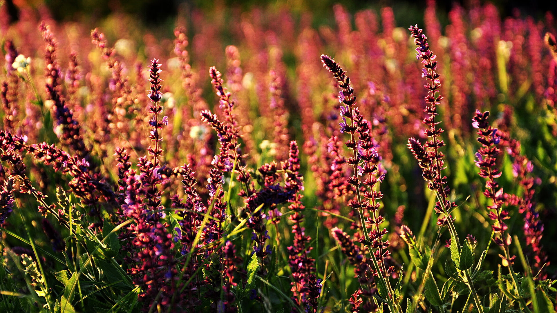 九游官网pc-日本媒体盛赞墨西哥队：南方球队的奇迹，日本墨西哥男足比分预测